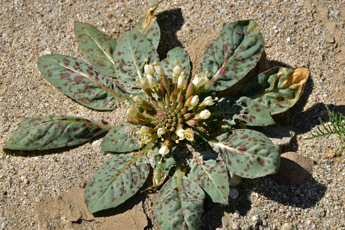 Woody Bottle-washer has attractive basal leaves; green in color with mottled darker blotches gives the plants a dramatic appearance. The leaves may be narrowly elliptic to narrowly ovate. Eremothera boothii 